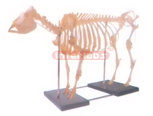 ANATOMY SKELETON MODEL WITH PLASTIC & IRON BASE